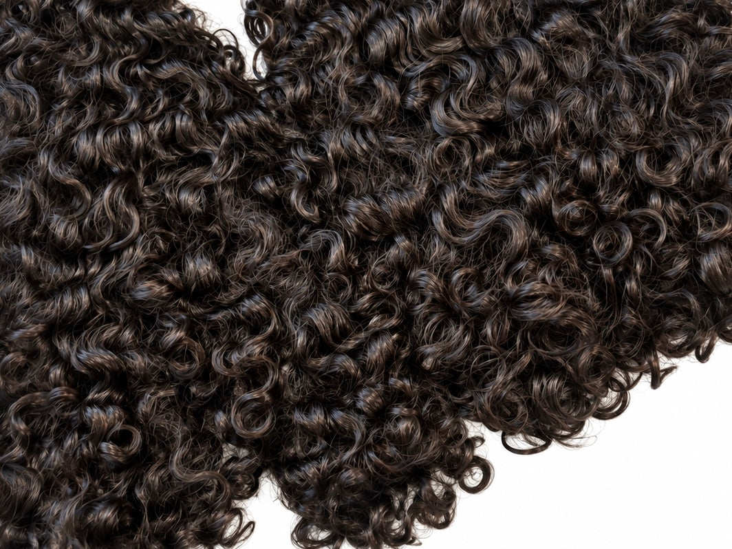 Burmese curly