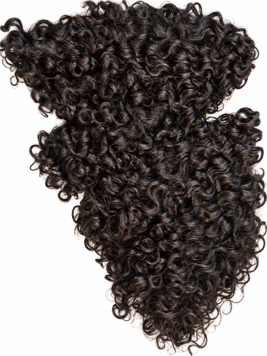 Burmese curly